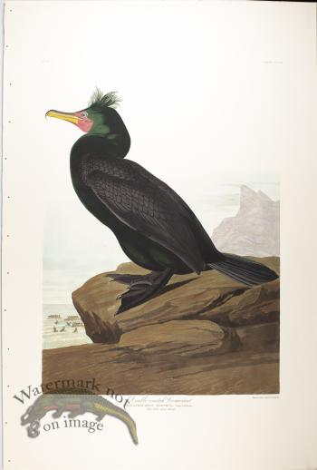 Double-Crested Comorant